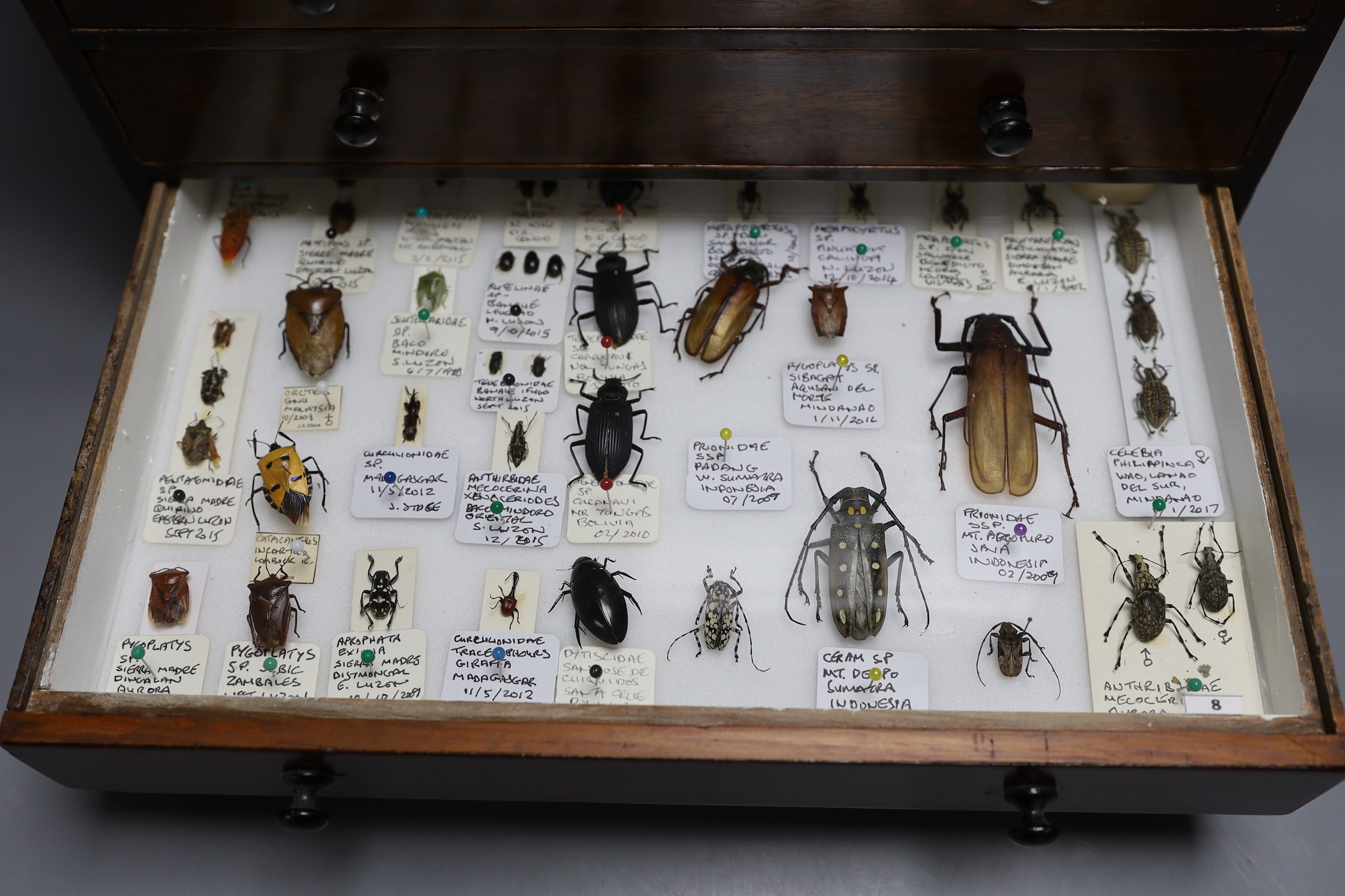 Entomology - a collection of beetle specimens, in an eight drawer collector's chest, 53 cm high, 40.5 cm wide, 28 cm deep